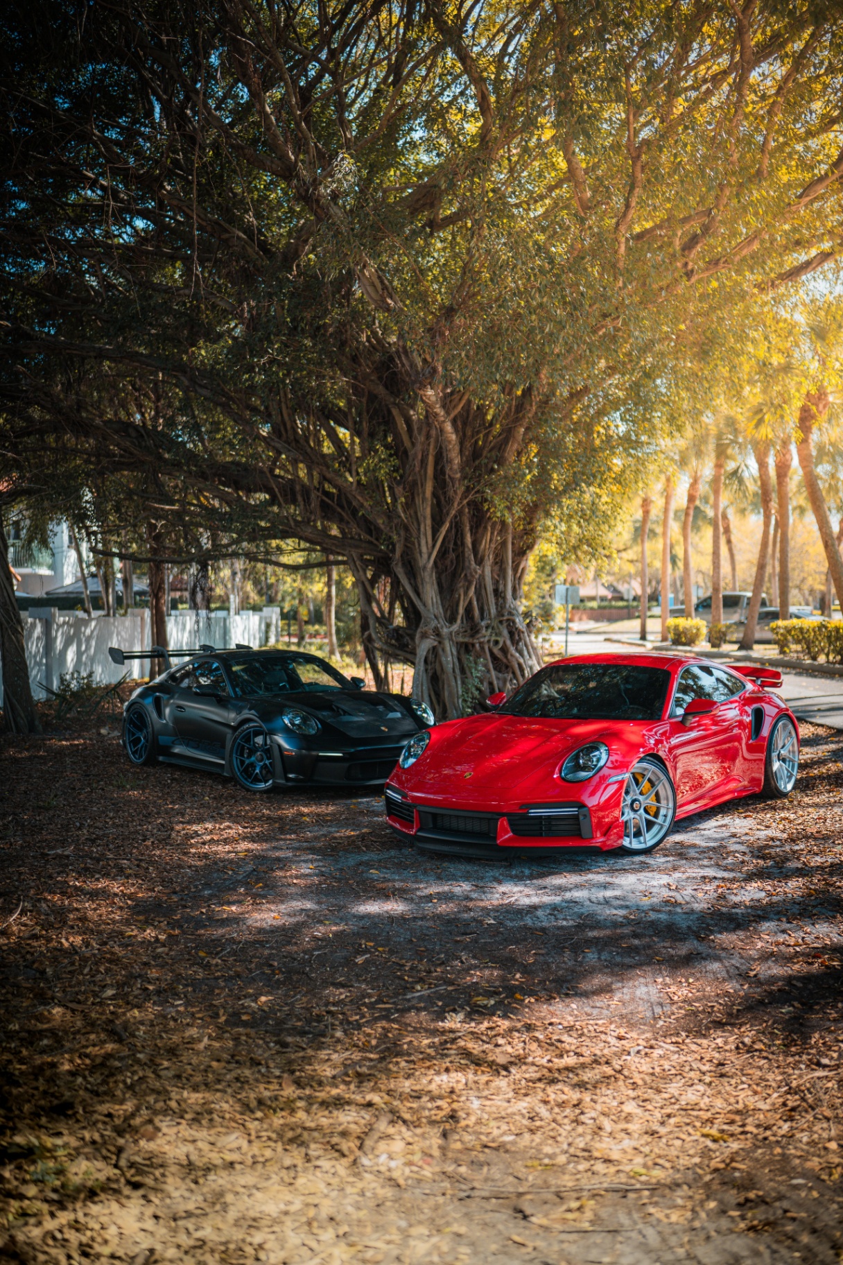 Red and black Porsche 911 Turbo S pair under banyan trees
